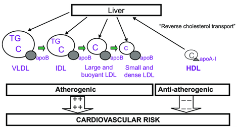 Atherogenic and Anti-atherogenic Cardiovascular Risk