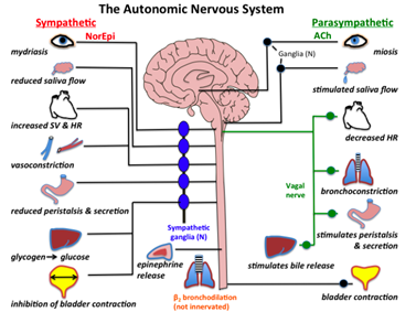 Autonomous Nervous System - Understanding Female Physiology for Better Training - Best Personal Trainers in Dubai - AbhiFit Lifestyle Coaching Co UAE
